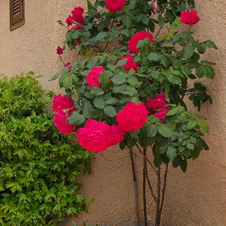 Bed & Breakfast La Fuente De Vida Turre